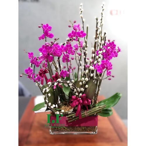 TO_01, 迷你紫紅色 蝴蝶蘭盆栽擺設