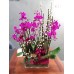 TO_01, 迷你紫紅色 蝴蝶蘭盆栽擺設