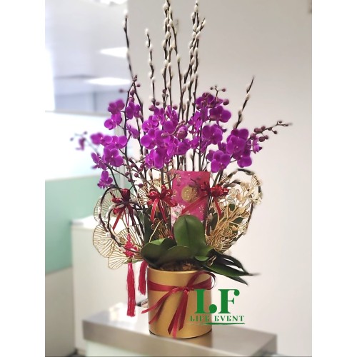 TO_02, 迷你紫紅色 蝴蝶蘭盆栽擺設
