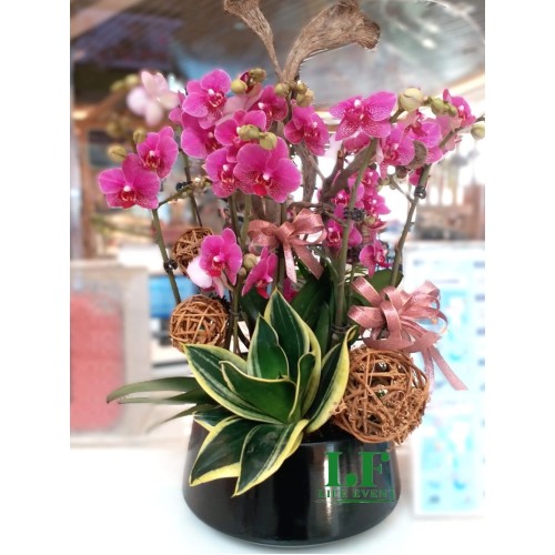 TO_03, 迷你紫紅色蝴蝶蘭盆栽擺設