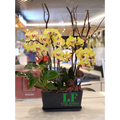 TO_05, 黃色蝴蝶蘭盆栽擺設