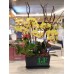 TO_05, 黃色蝴蝶蘭盆栽擺設