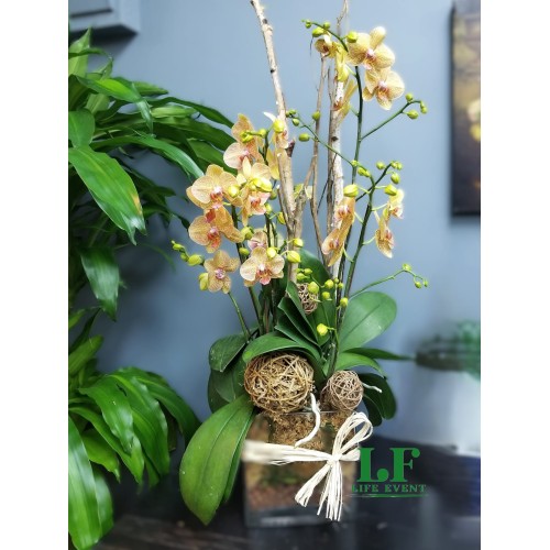 TO_06, 黃色蝴蝶蘭盆栽擺設