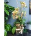 TO_06, 黃色蝴蝶蘭盆栽擺設