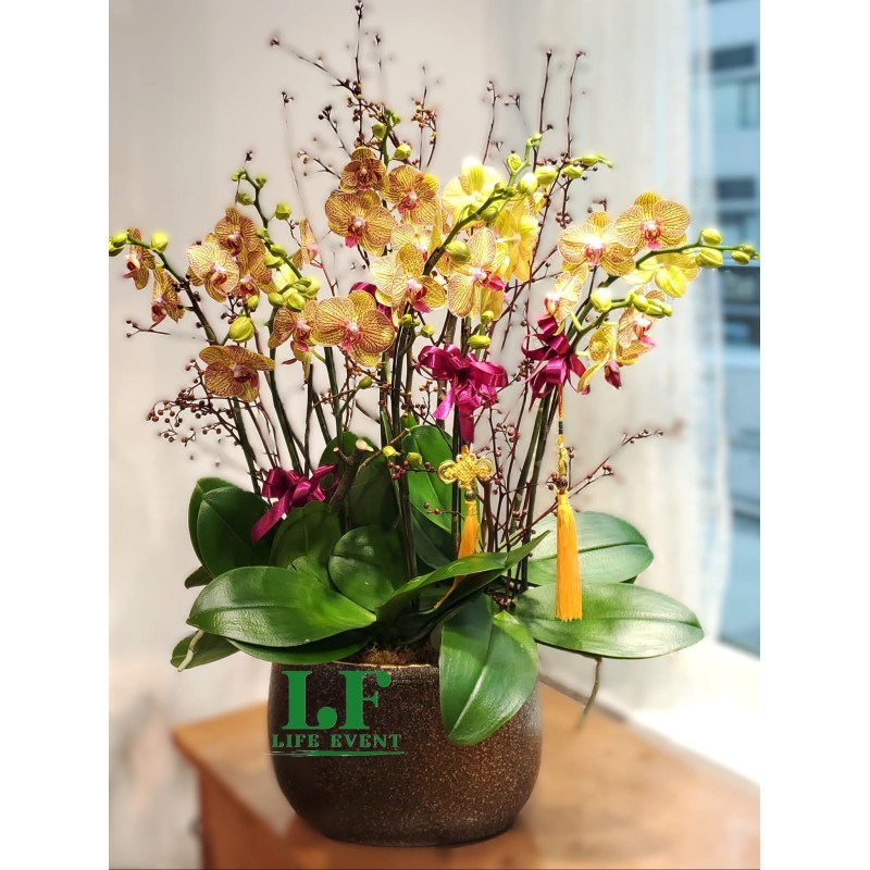 TO_07, 橙黃色蝴蝶蘭盆栽擺設