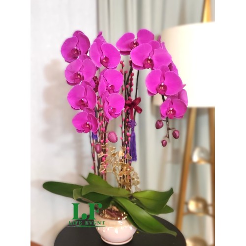 TO_08, 2枝 紫紅色蝴蝶蘭盆栽擺設