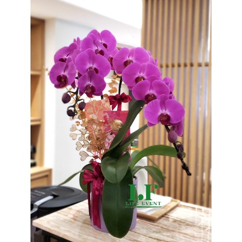 TO_09, 2枝 紫紅色蝴蝶蘭盆栽擺設
