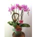 TO_11, 3枝 粉紅色蝴蝶蘭盆栽擺設