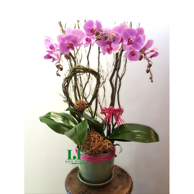 TO_11, 3枝 粉紅色蝴蝶蘭盆栽擺設