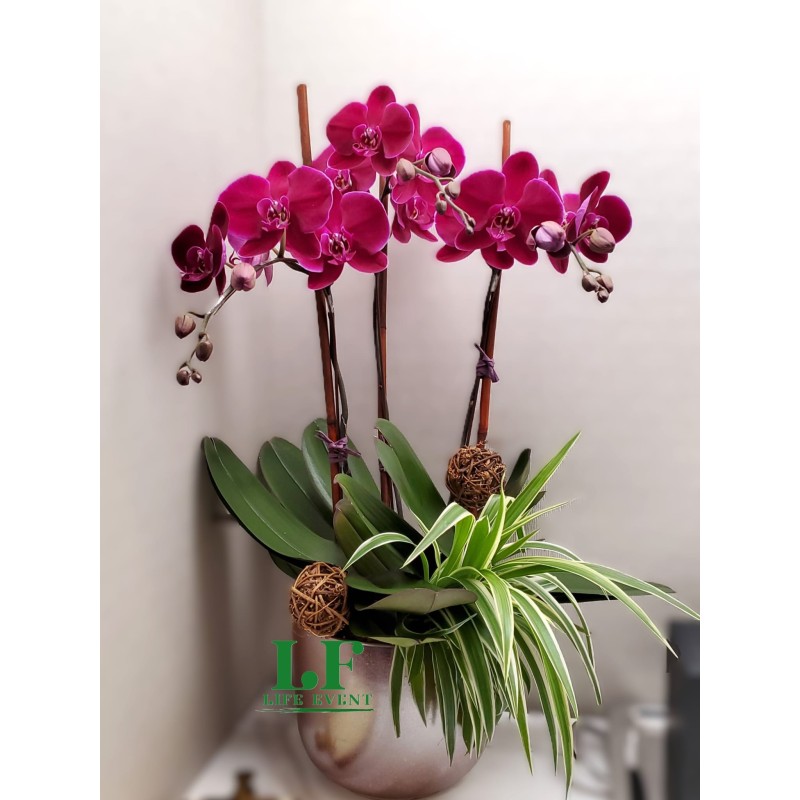 TO_12,  3枝 紅色蝴蝶蘭盆栽擺設